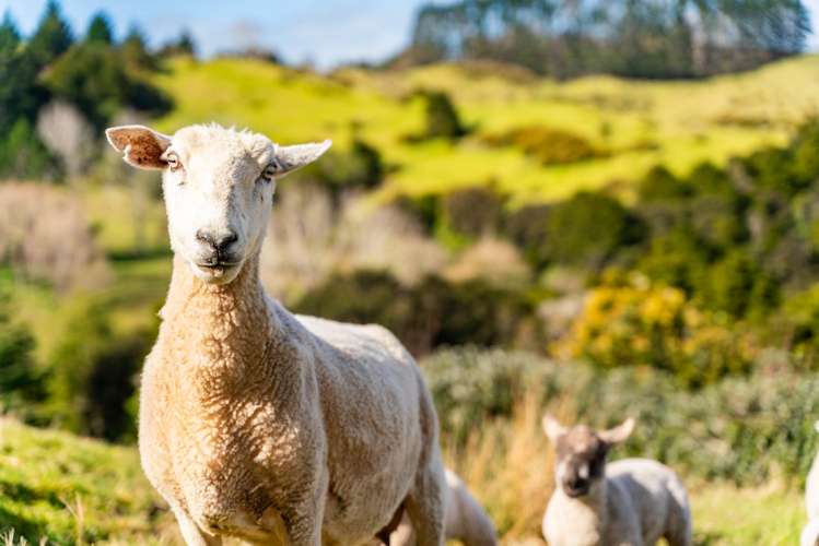 318 Franklin Road Paparoa_54