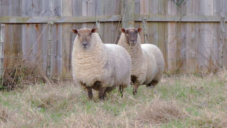 867 Whitford-Maraetai Road Beachlands_69