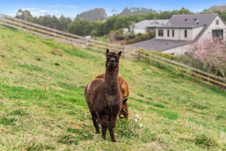 1A Macks Road Pokeno_24