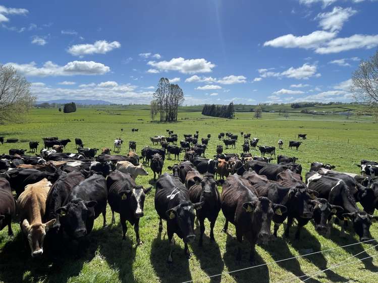 27 Mcrae Road Otorohanga_7