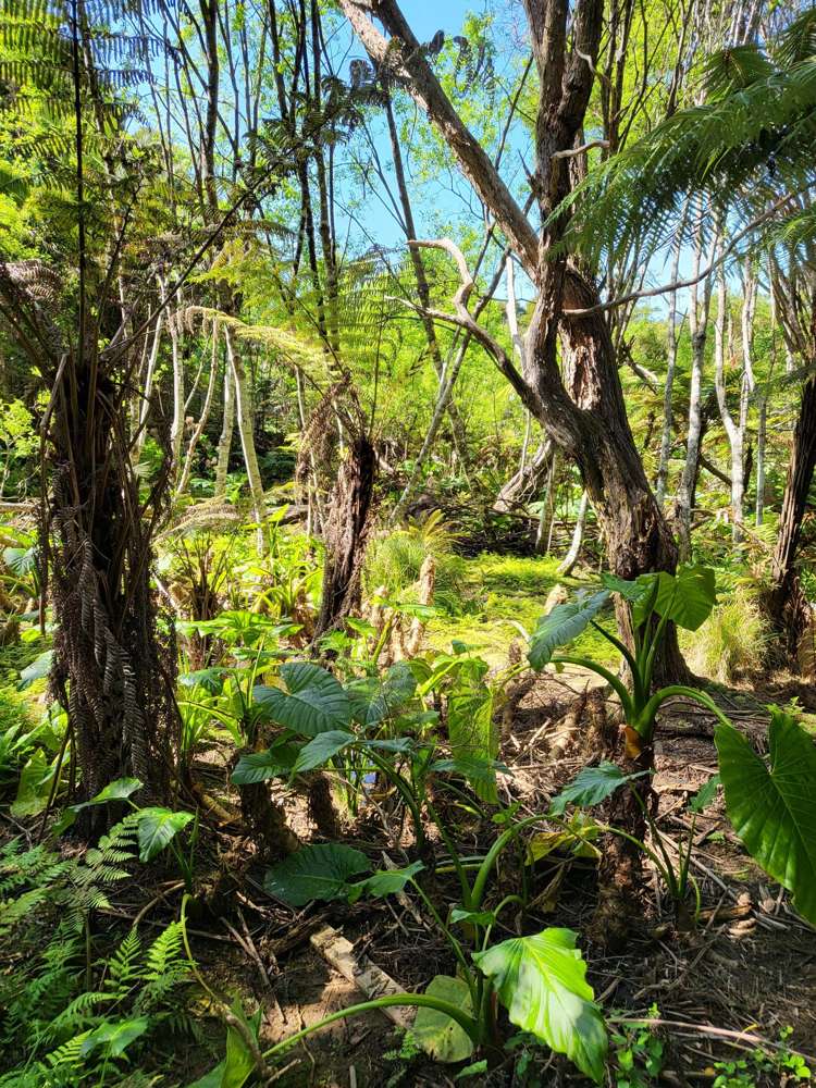 Lot 1 Smelting House Bay Kawau Island_23