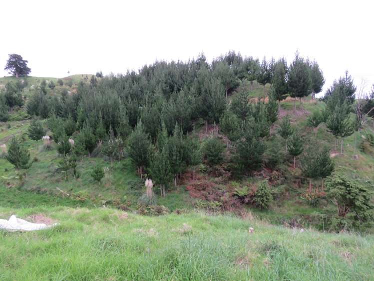 289 Franklin Road Paparoa_17