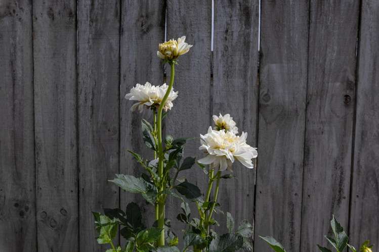 32 Blunt Road Te Kauwhata_31