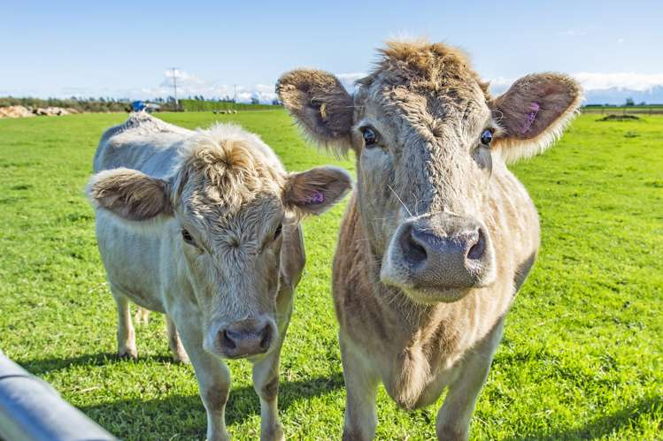 652 Homebush Road Darfield_26