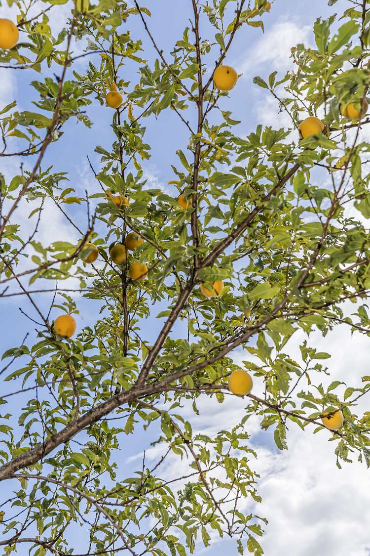 32 Freeling Street Island Bay_12