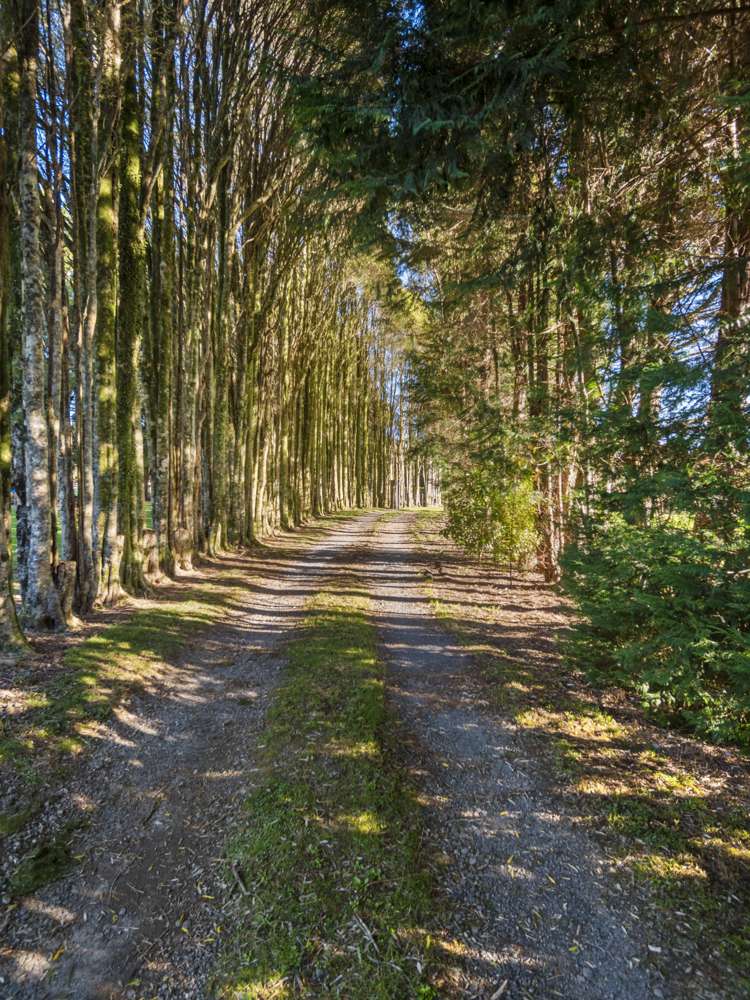 104 Glue Pot Road Oropi_6