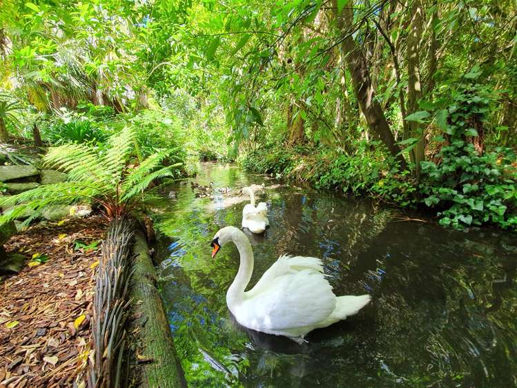 5 Majestic Lane Cashmere_22