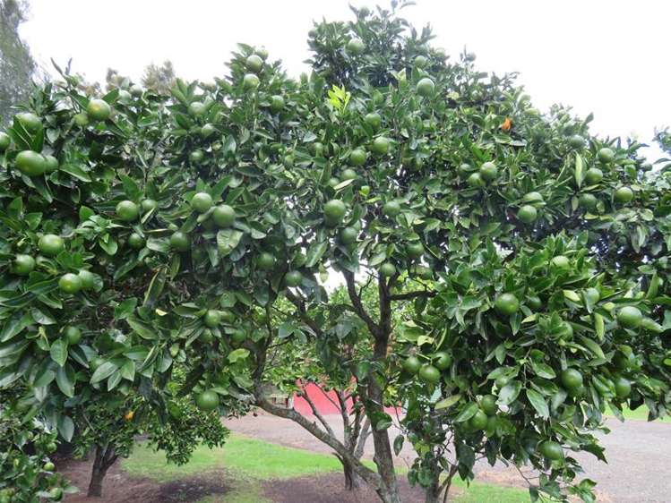 3613 State Highway 12 Ruawai_10