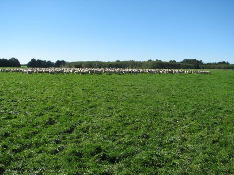 525 Woodlands Morton Mains Road Wyndham Surrounds_7