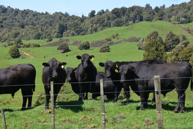 Waitaanga grazing or forestry