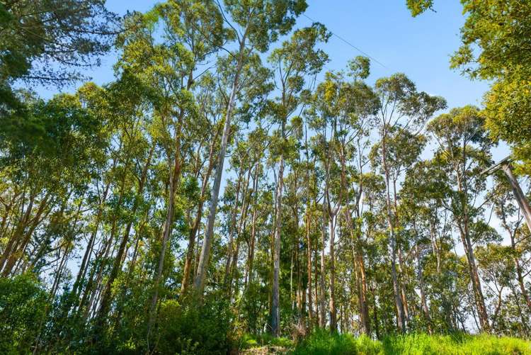 340D Ngarara Road Waikanae_18