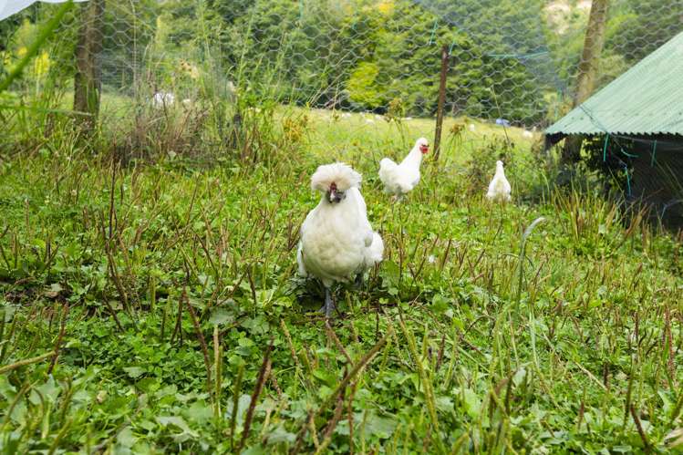 254 Valley Road Mangapapa_21