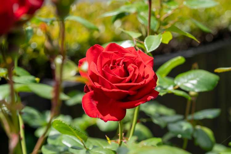 125 Burns Street Leamington_14