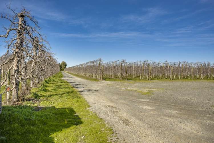 Kiwi Crunch Orchard Portfolio Twyford_12