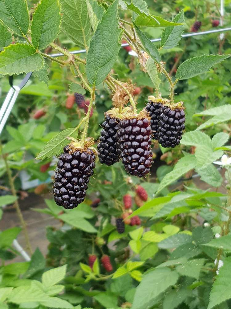 162 Pukeatua Road Maungatapere_18