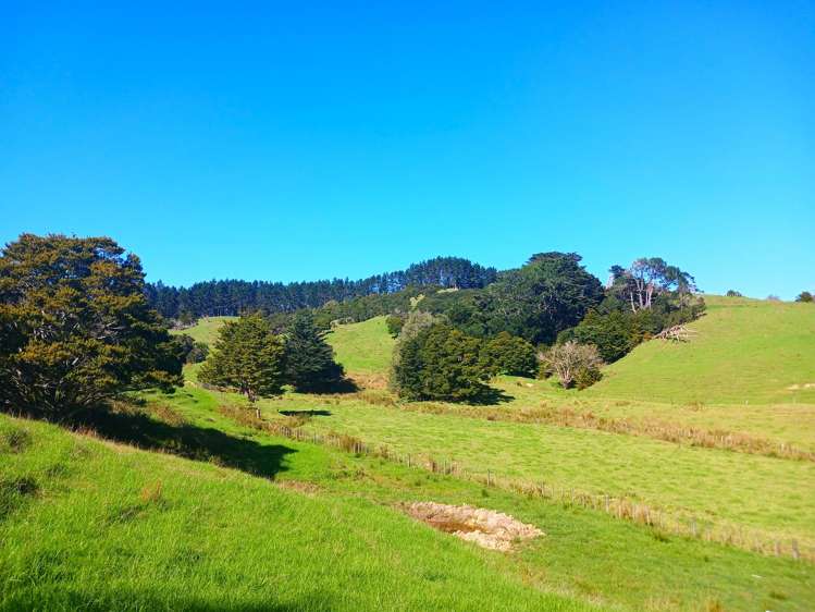 110 Diggers Valley Road Herekino_19