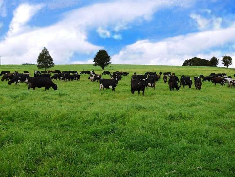 684 Trounson Park Road Dargaville Surrounds_18