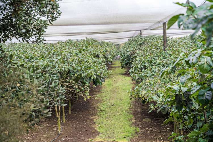 18 Cooper Road Maungatapere_5