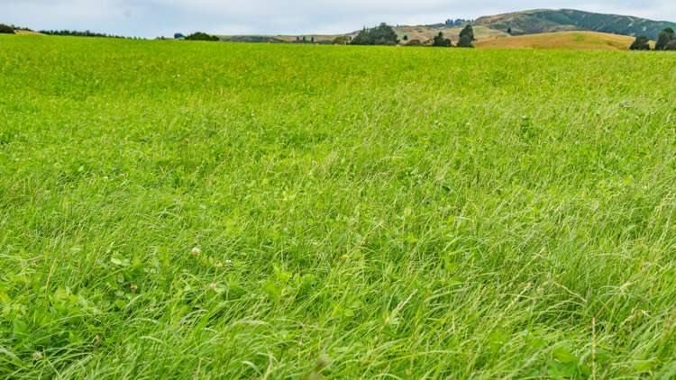 48 Heathfield Road Greta Valley_23