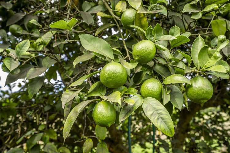 149 State Highway 51 Karamu_18