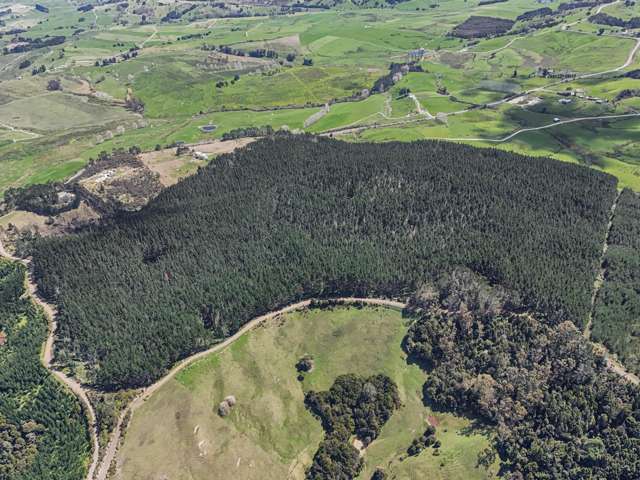 Mature forestry - Matakohe
