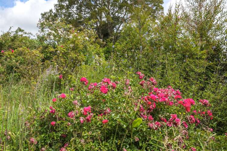 114a Plantation Road Rangiriri_27