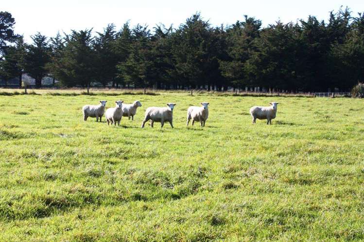 70 Lysaght Road Geraldine_7