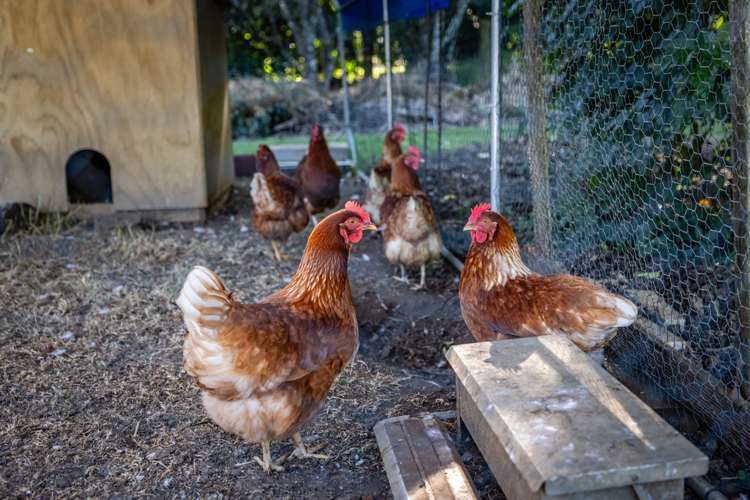 5 Kotare Heights Kerikeri_15