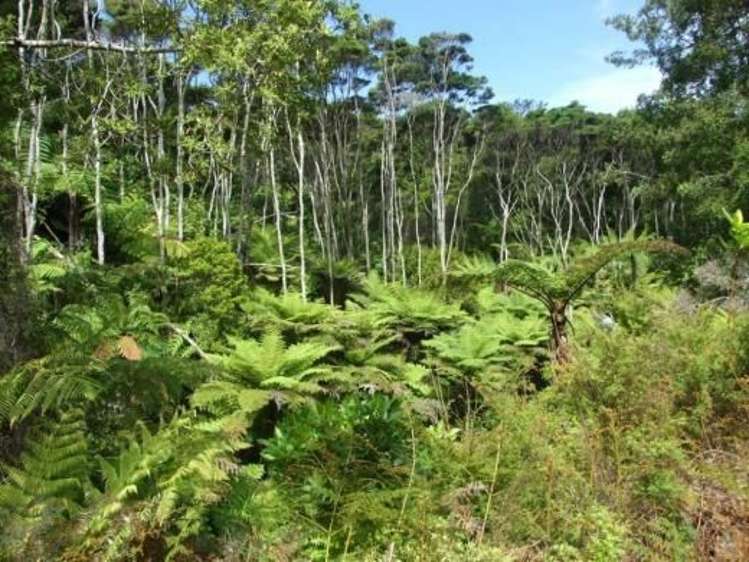 379b Cowes Bay Road Waiheke Island_6