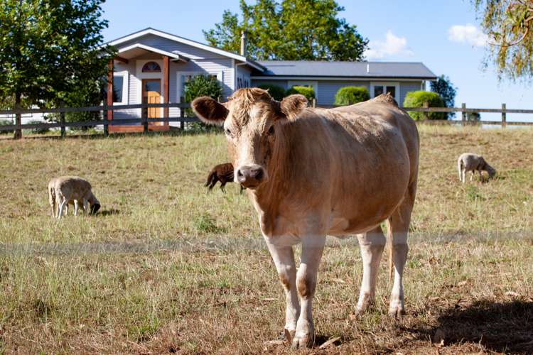 98 Carmichael Road Hauraki Surrounds_17