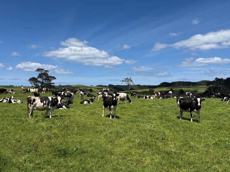 454 West Coast Road Te Kopuru_5