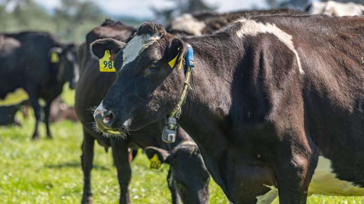 82 Dicks Road Sefton_3