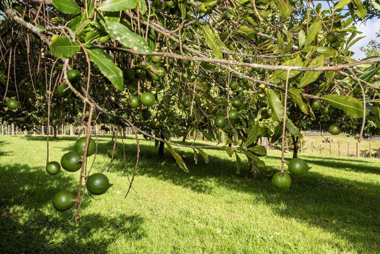 443 & 433 Pipiwai Road Ngararatunua_39