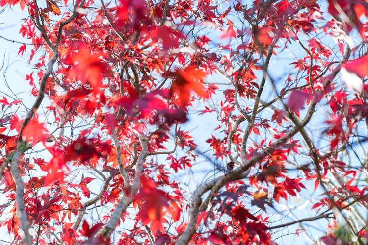 183b Greenhithe Road Greenhithe_32