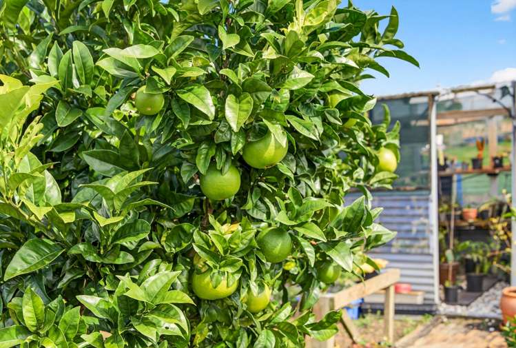 252 Oneriri Road Kaiwaka_32