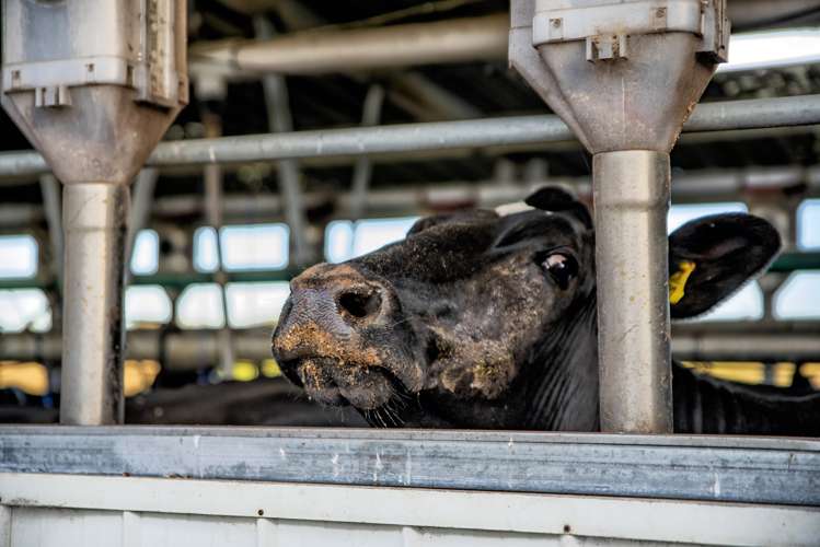 30 Snell Road Opotiki Coastal_8