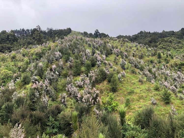 177A Moir Hill Road Puhoi_9