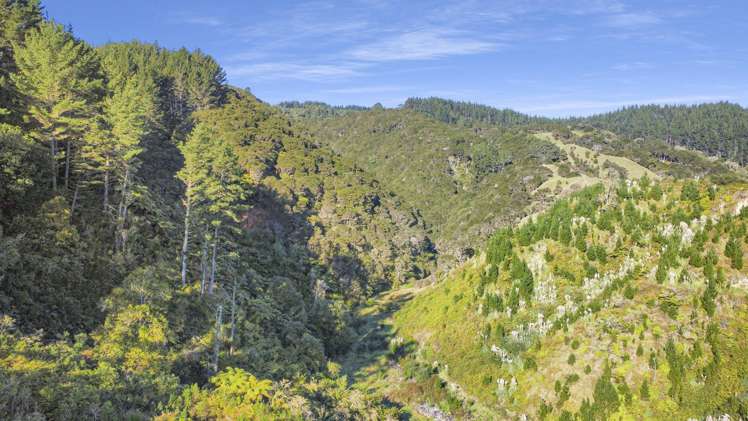 1 State Highway 2 Taneatua_18