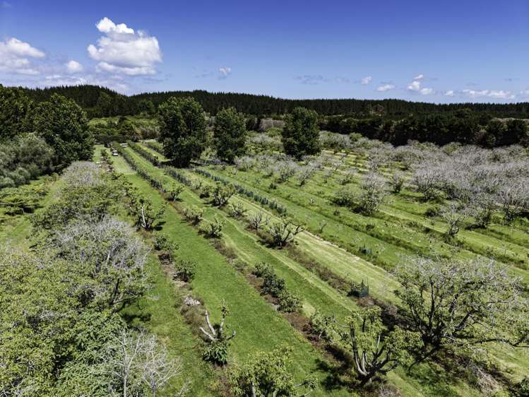 101 Turk Valley Road Waiharara_10