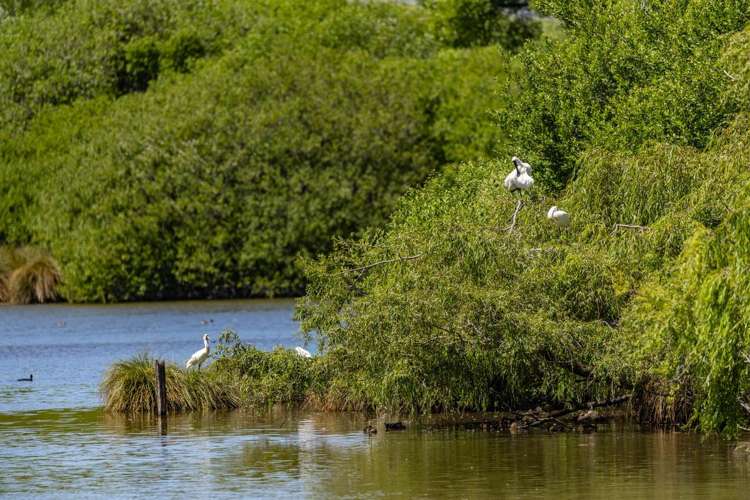 1081 State Highway 63 Renwick_27