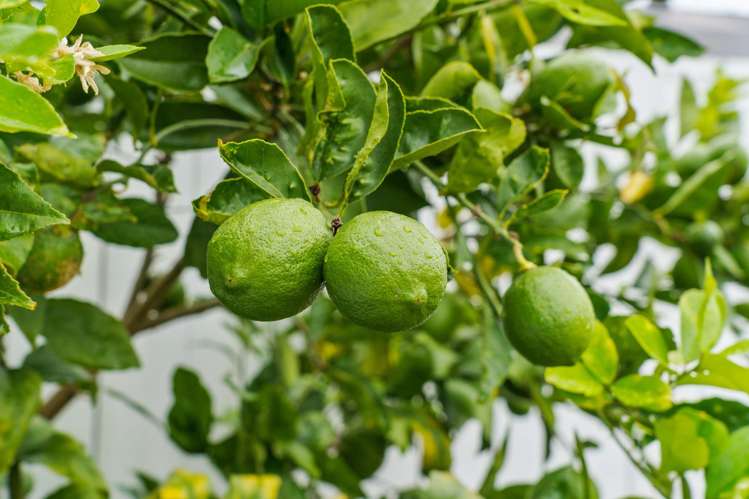 33d Moehau Street Te Puke_18