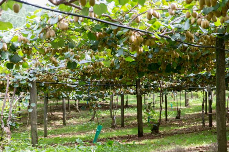 Maruata Road Maungatapere_2