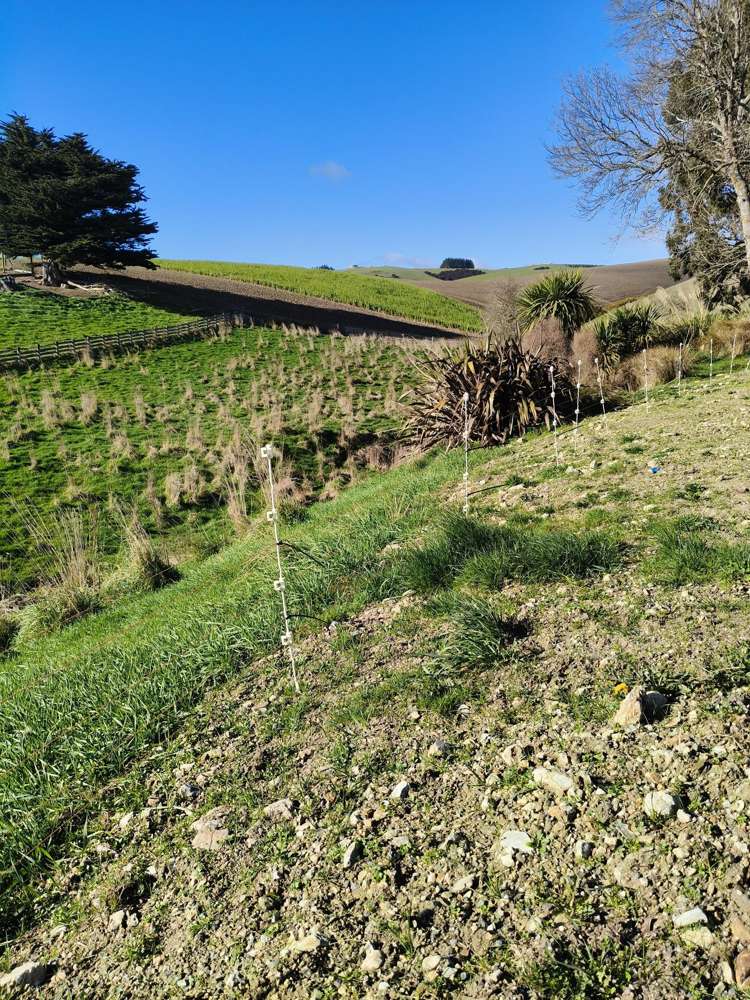 24c Thurso Street Lawrence_9