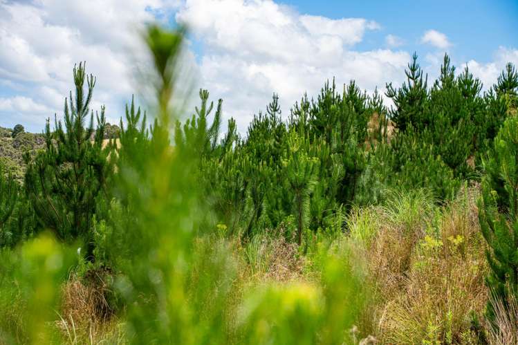 Lot/12 Arcadia Road Paparoa_19