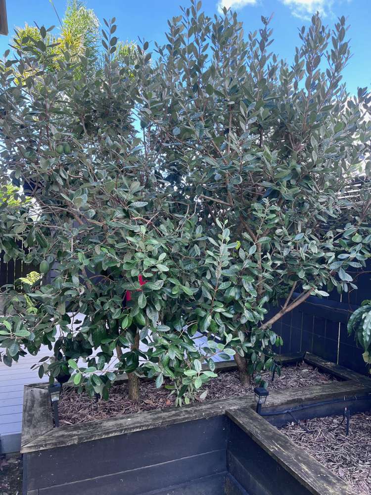 209 Millwater Parkway Silverdale_39