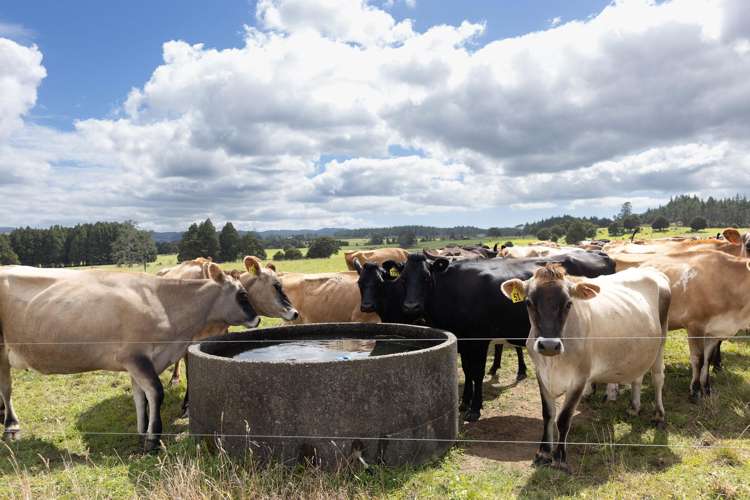 503 Puhipuhi Road Whakapara_16