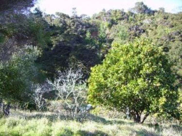 3b Pohutukawa Grove Whitianga_6