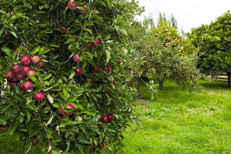 35 Royd Road West Makauri_3