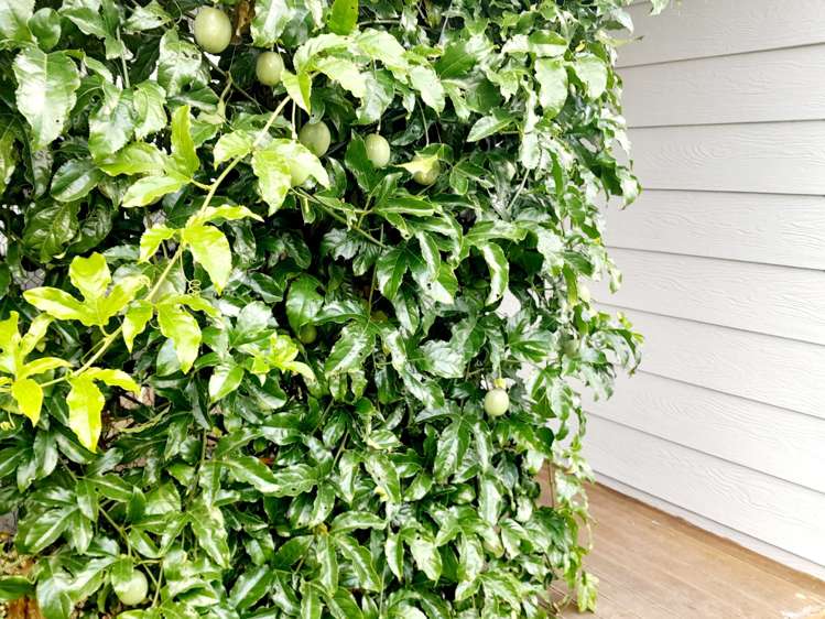 4 Kowhai Place Te Kauwhata_21