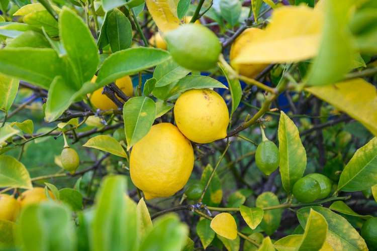 7 Norfolk Crescent Feilding_17